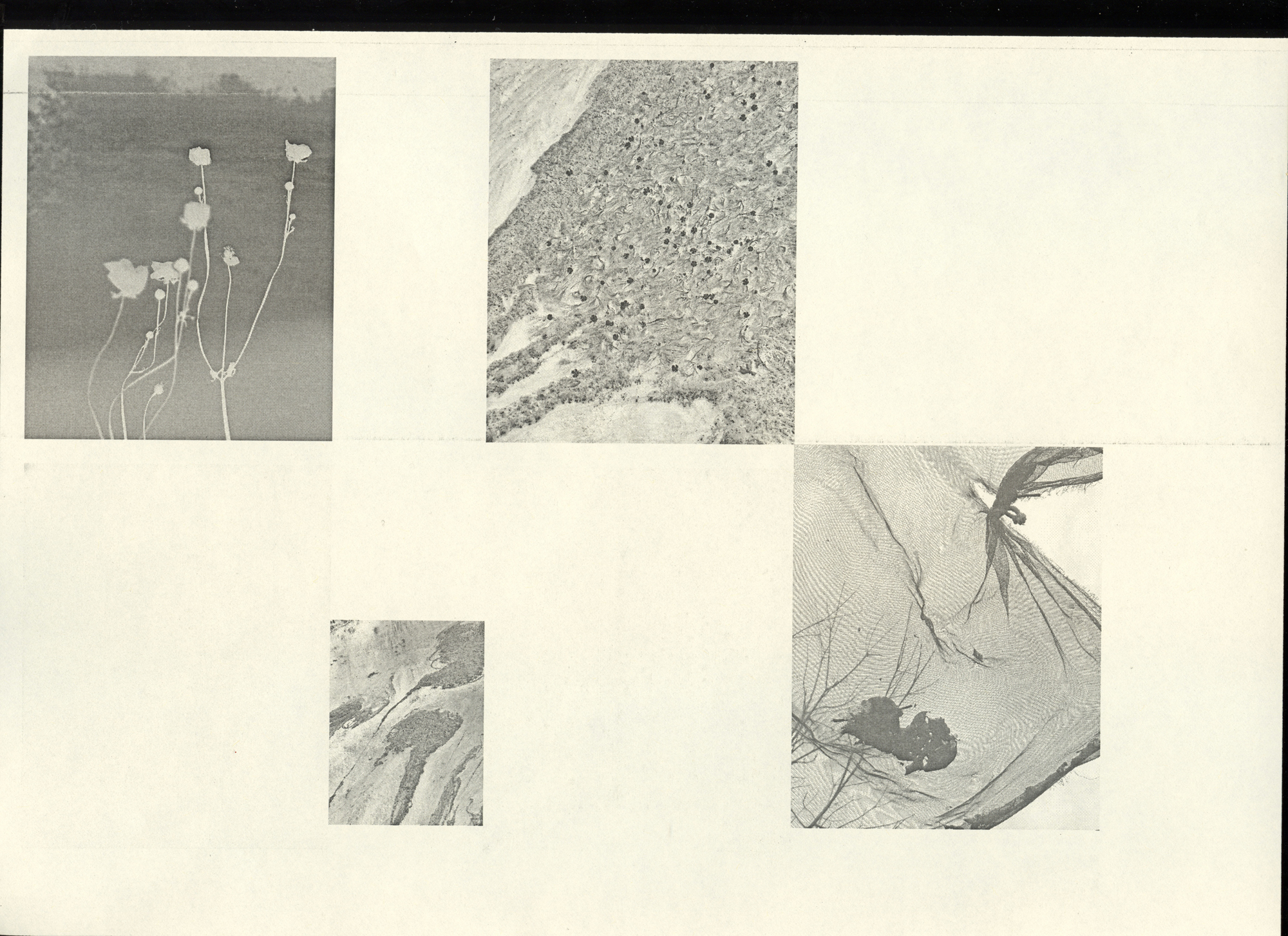250503-fl-traces-blooming