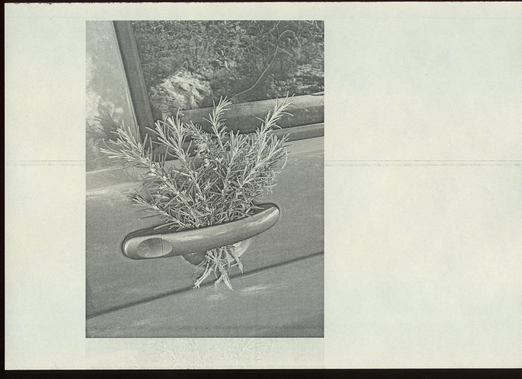 250103-fl-traces-gifted-rosemary