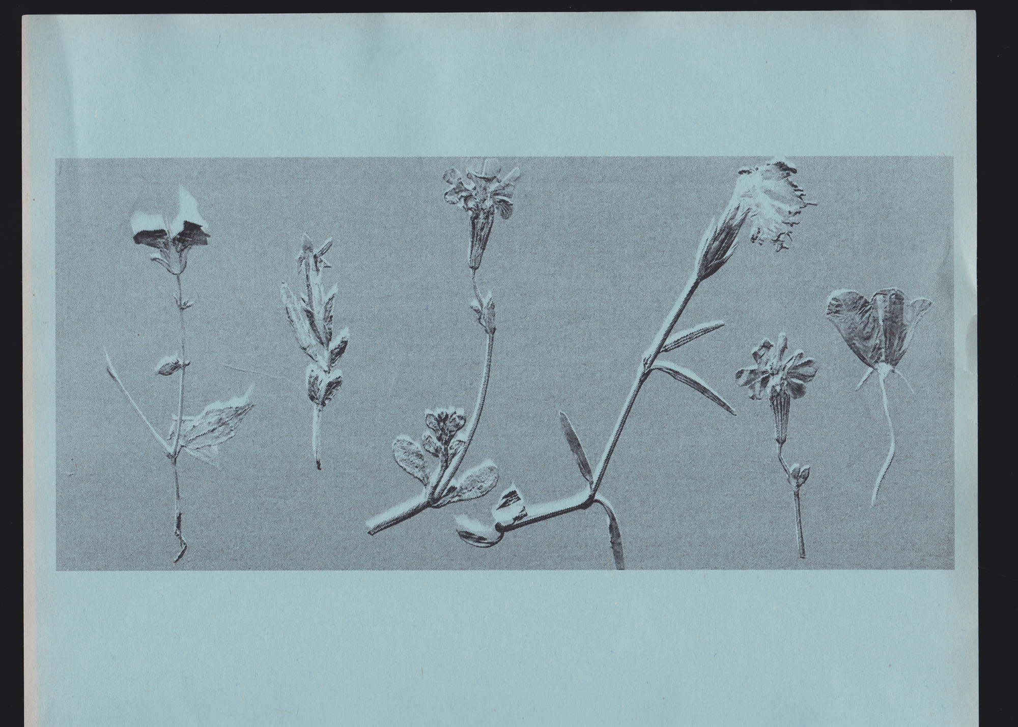 240217-fl-traces-collected-flowers